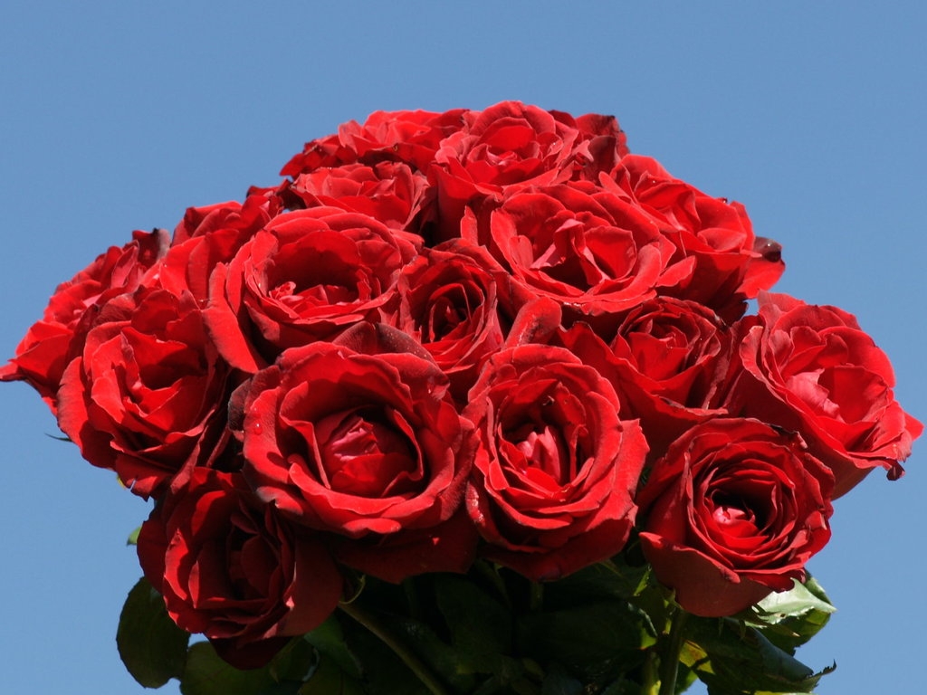 Hoa hồng ngày 20/11 tặng thầy cô giáo