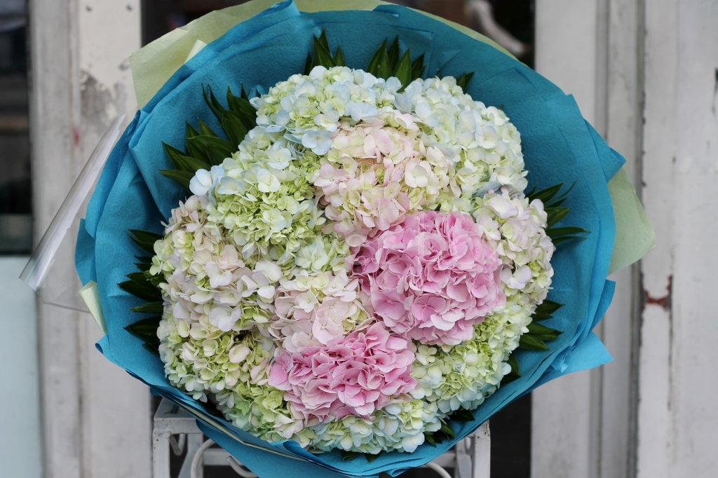 Lý giải những sức hút của bó hoa cẩm tú cầu tặng sinh nhật