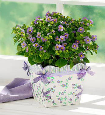 Ý nghĩa hoa Violet - hoasaigon.com.vn