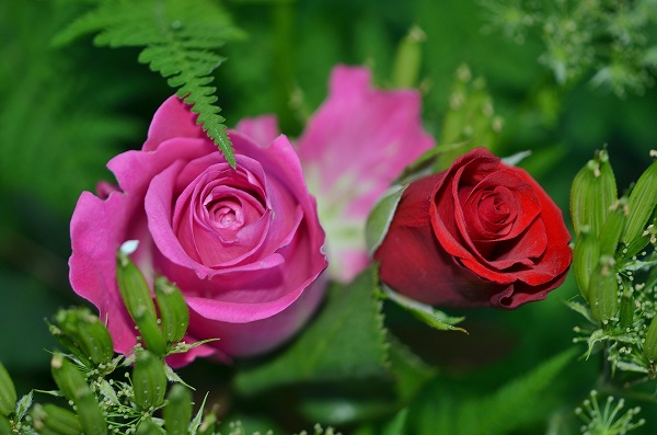 Mỗi màu sắc hoa hồng tượng trưng cho những ý nghĩa tuyệt vời khác nhau