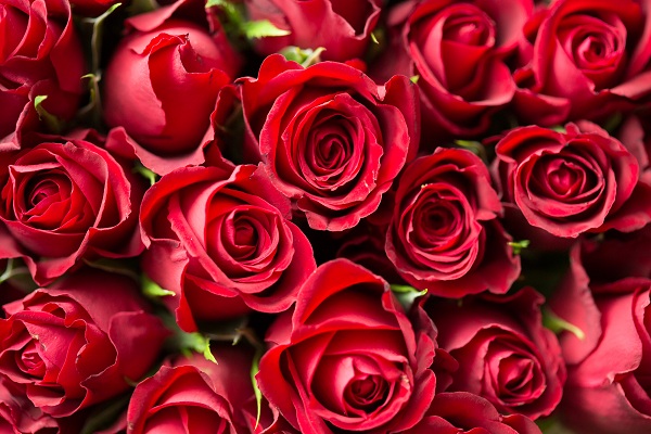 những đóa hoa hồng xinh tươi rạng rỡ còn có rất nhiều màu sắc khác nhau