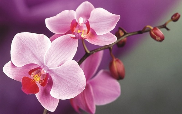 Hiện tại có đến hơn 25000 chủng loại hoa lan trong tự nhiên