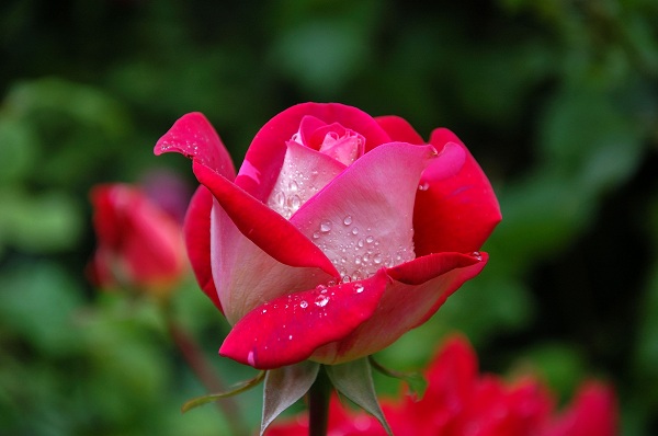 Hoa hồng chính là loài hoa tặng sinh nhật vô cùng đẹp