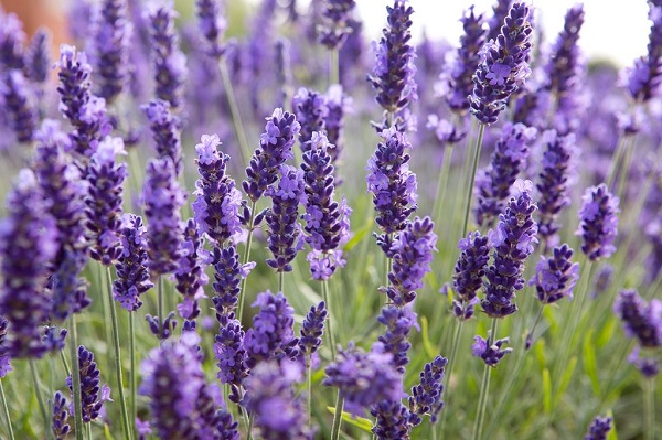 Hoa lavender dễ thương tặng sinh nhật