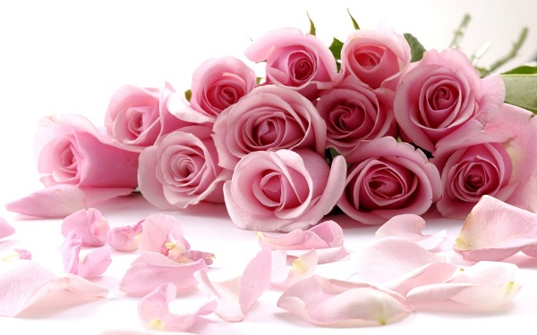 Khi tặng hoa hồng phớt vào dịp sinh nhật chính là bí quyết mang đến ý nghĩa về sự ân sủng