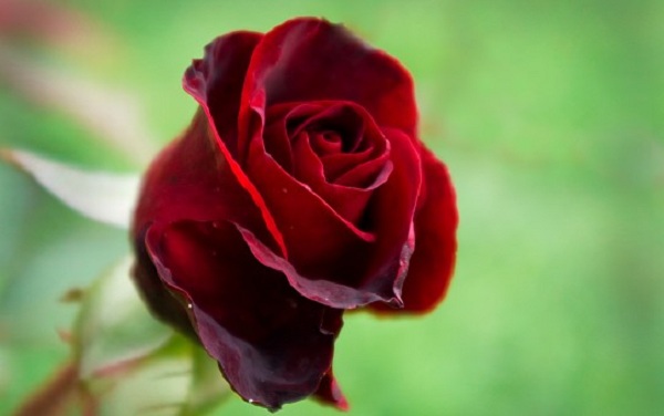 Khi tặng hoa hồng đỏ vào dịp sinh nhật chính là bí quyết để tượng trưng cho sự sâu sắc