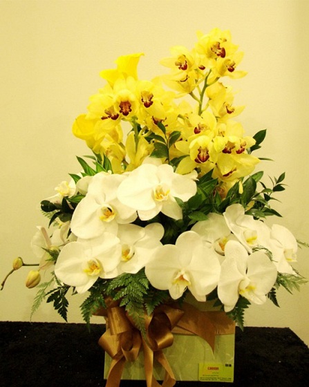 Hoa lan là loài hoa tinh tế cho người thương nhân ngày sinh nhật