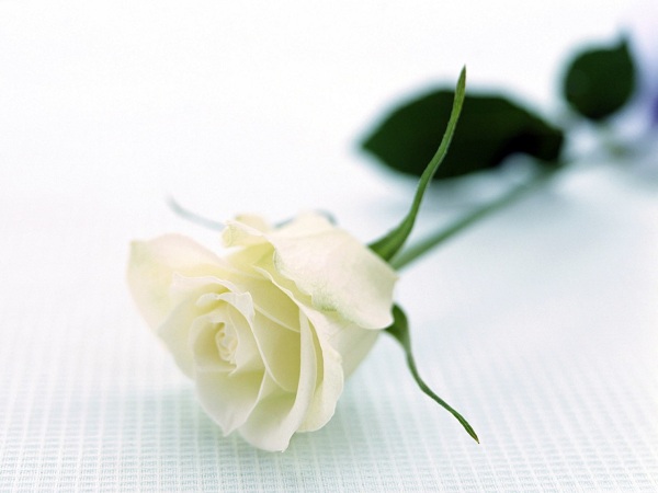 đóa hoa hồng trắng sẽ là sự kết nối tình cảm giữa hai người đang yêu nhau
