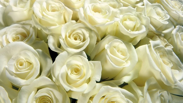 bó hoa hồng trắng lại chính là món quà tượng trưng cho tình yêu nồng nàn