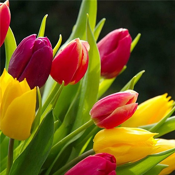 Hoa tulip hoàn hảo