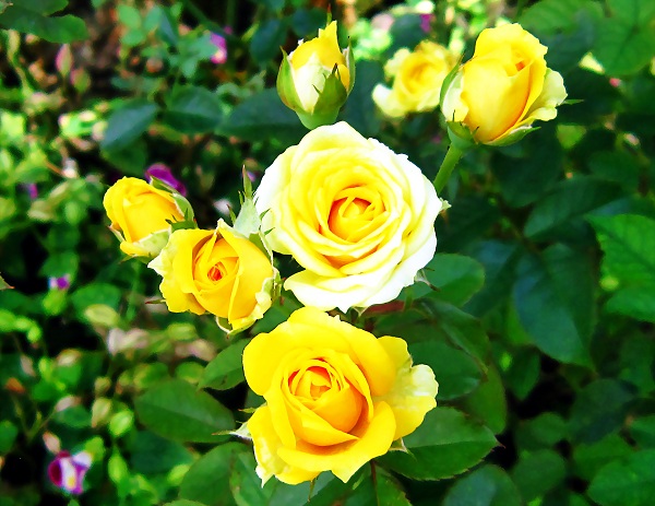 Hoa hồng kiêu kỳ và xinh đẹp