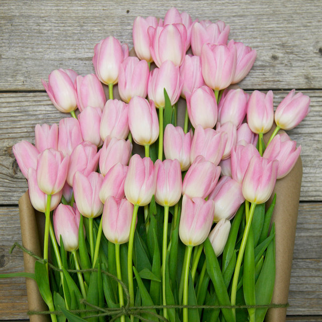 Hoa Tulip thích hợp bày tỏ tình cảm với bạn gái