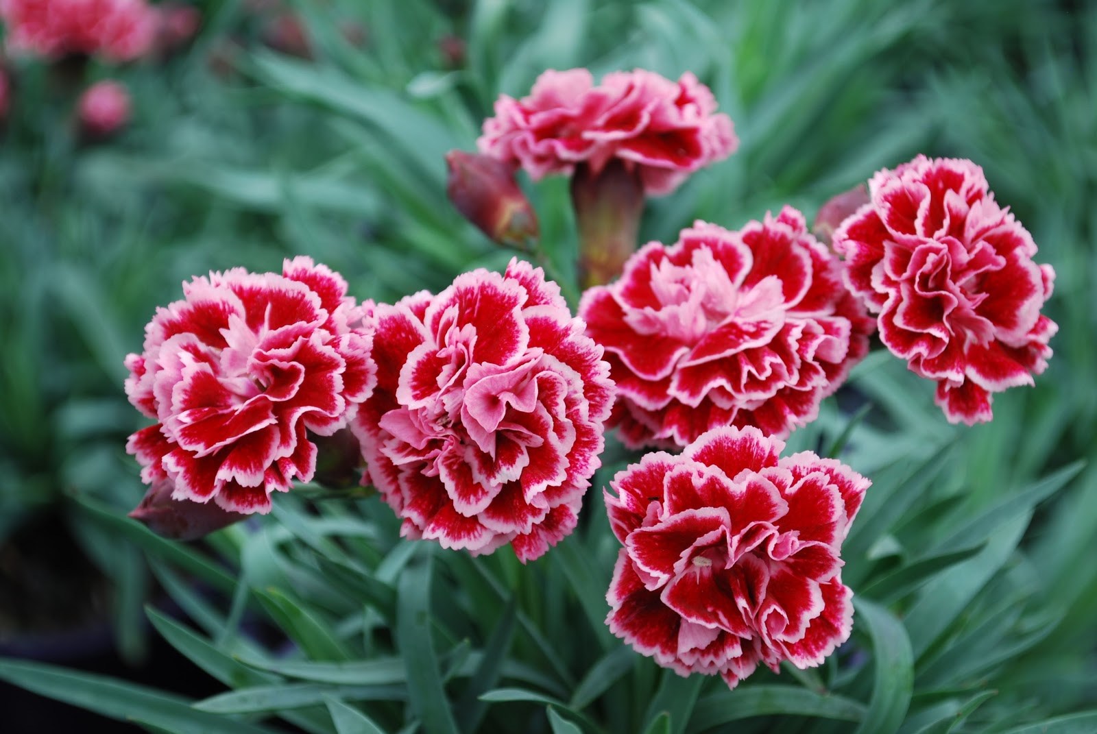 Bó hoa cẩm chướng mềm mại và nhã nhặn thích hợp tặng cô giáo