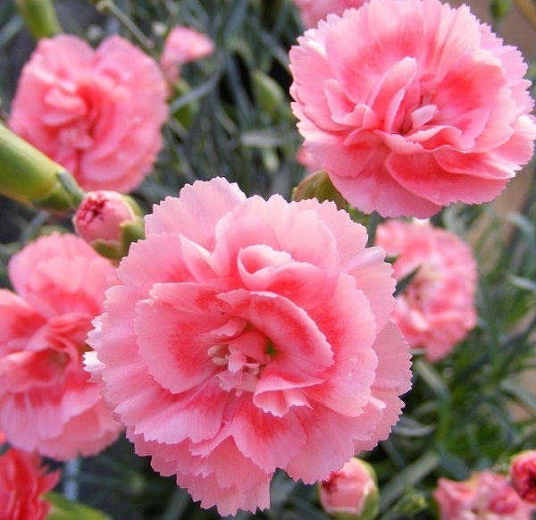 Bó hoa sinh nhật đẹp và ý nghĩa là hoa cẩm chướng