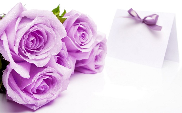 Hoa hồng tím là loài hoa được nhiều người yêu thích