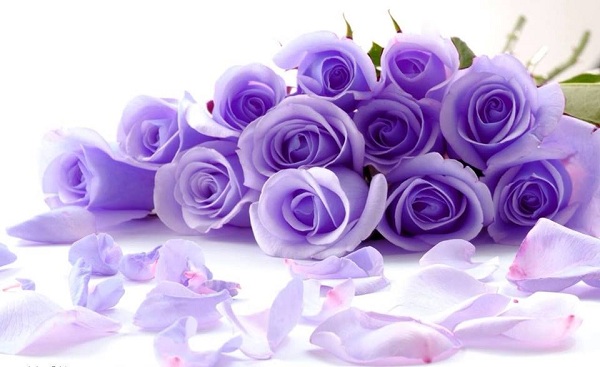 Hoa hồng tím giúp bạn thể hiện tình cảm chân thành và thân thương