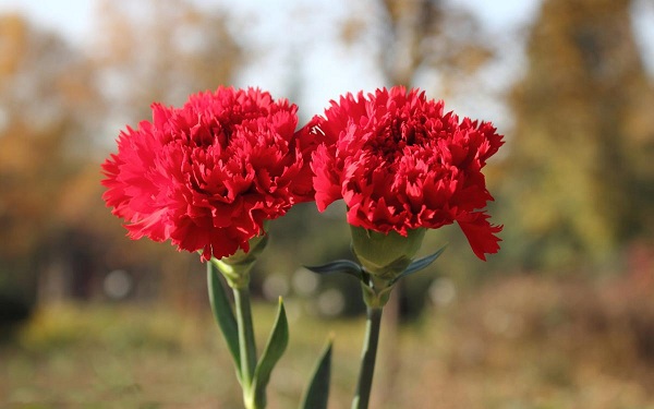 Nên tặng hoa cẩm chướng cho người Thụy Sỹ