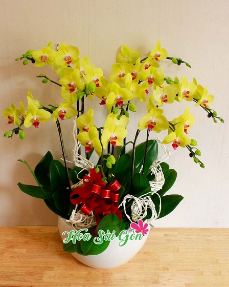 Hoa lan hồ điệp chính là một loài hoa đẹp và được rất nhiều người yêu thích