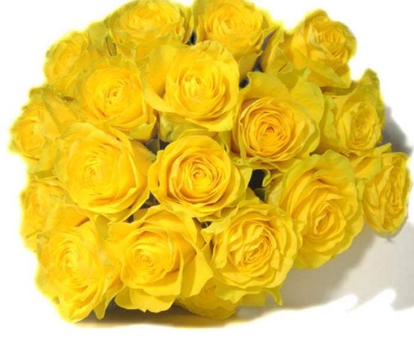 Tặng hoa sinh nhật màu vàng là lời chúc về sự khởi đầu mới