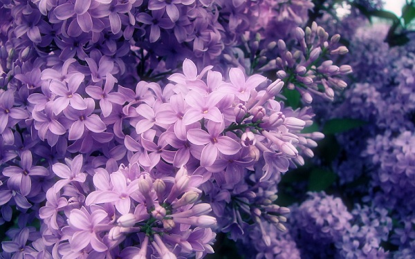 Loài hoa có màu tím buồn