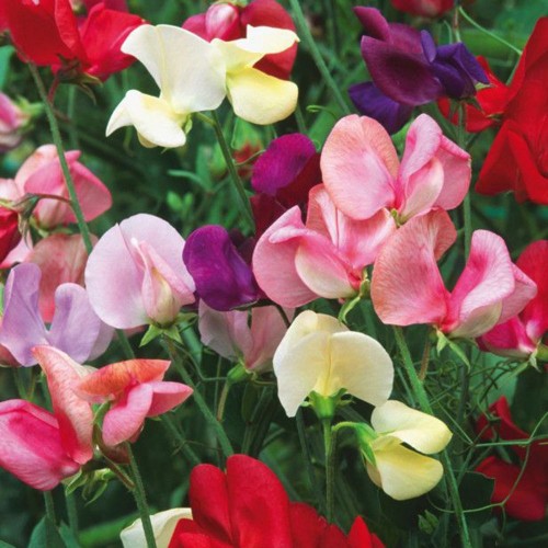 Bạn biết không đậu thơm chính là thực vật nở hoa quanh năm và có mùi hương quyến rũ mạnh liệt