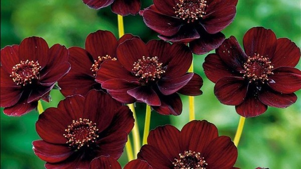 Cúc vạn thọ socola chính là loài hoa đẹp và đặc biệt