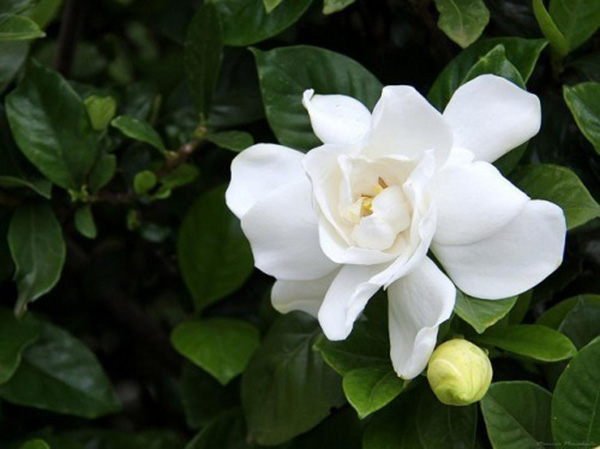Hoa dành dành chính là loài hoa có mùi hương tỏa ra như sáp