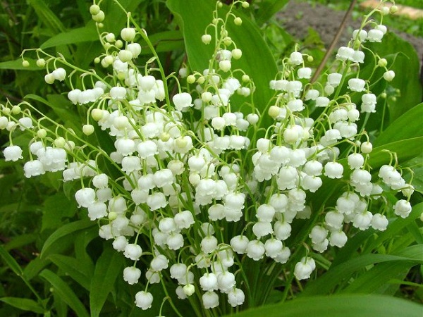 Linh lan là loài hoa với vẻ đẹp tinh tế và được tìm thấy nhiều ở phía Bắc bán cầu thuộc châu Á