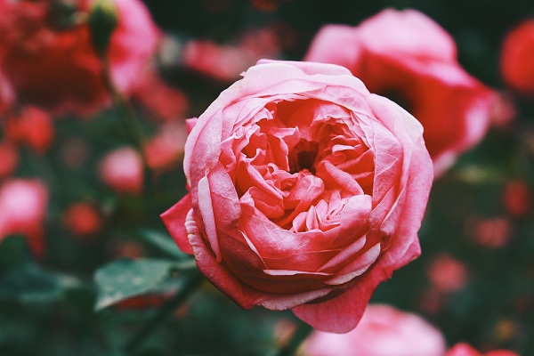 Hiện nay trên thế giới thì có hơn 100 loài hoa hồng khác nhau 