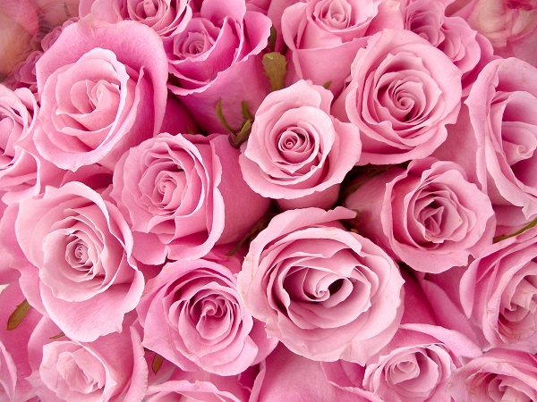 Hoa hồng dâu cũng chính là chọn lựa phù hợp