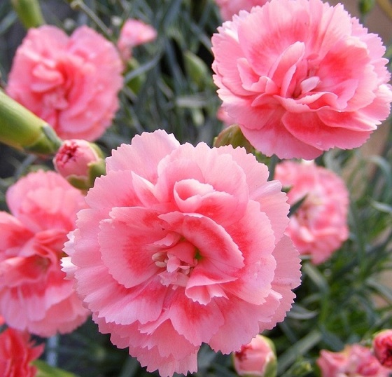 Hoa cẩm chướng tặng mẹ yêu