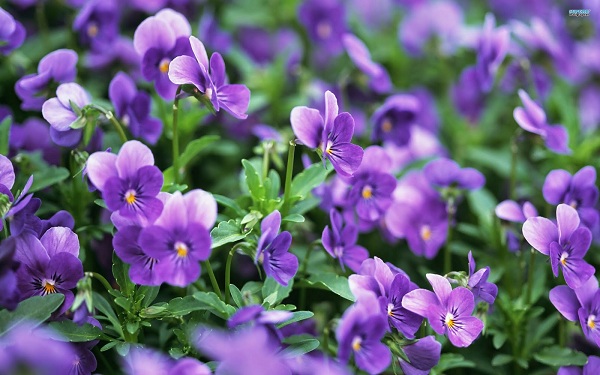 Đóa hoa violet tặng sinh nhật