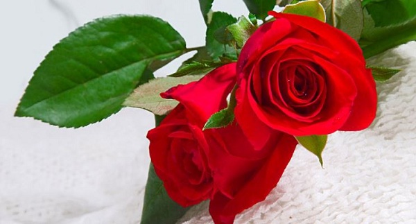 Hoa hồng dùng trong lời động viên và khích lệ