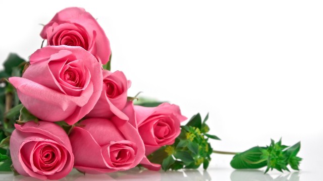 Hoa hồng màu hồng là loài hoa được nhiều cô nàng yêu thích
