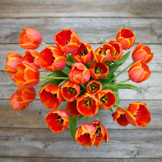 Bó hoa Tulip tràn đầy năng lượng gửi đến sinh nhật bạn