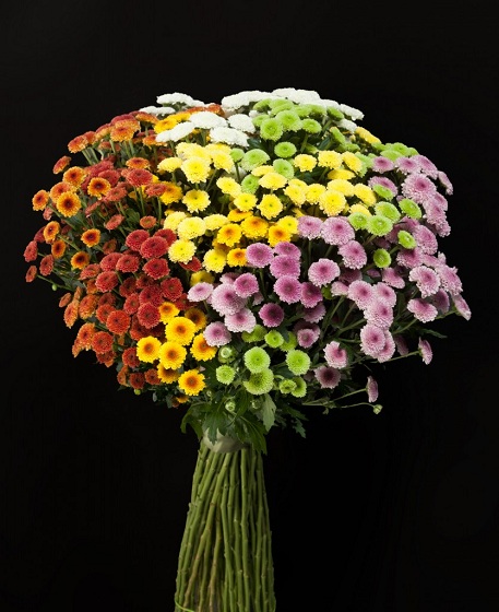 Cúc Calimero là loài hoa được sử dụng tặng trong ngày sinh nhật