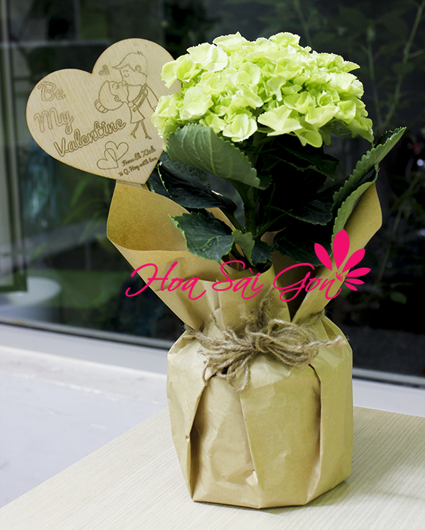 Chậu hoa cẩm tú cầu đáng yêu Chậu hoa cẩm tú cầu đáng yêu