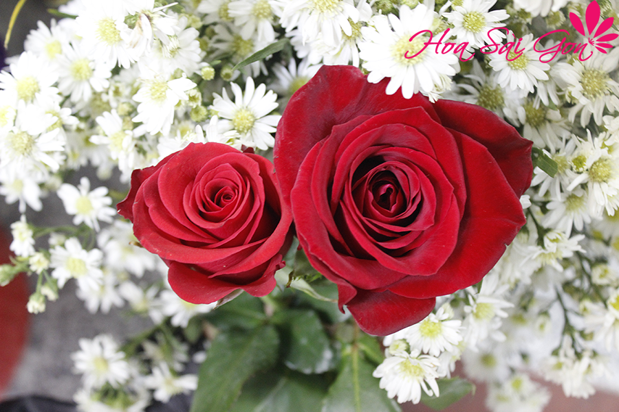 Bông hồng ecuador to gấp 3 lần hoa thường