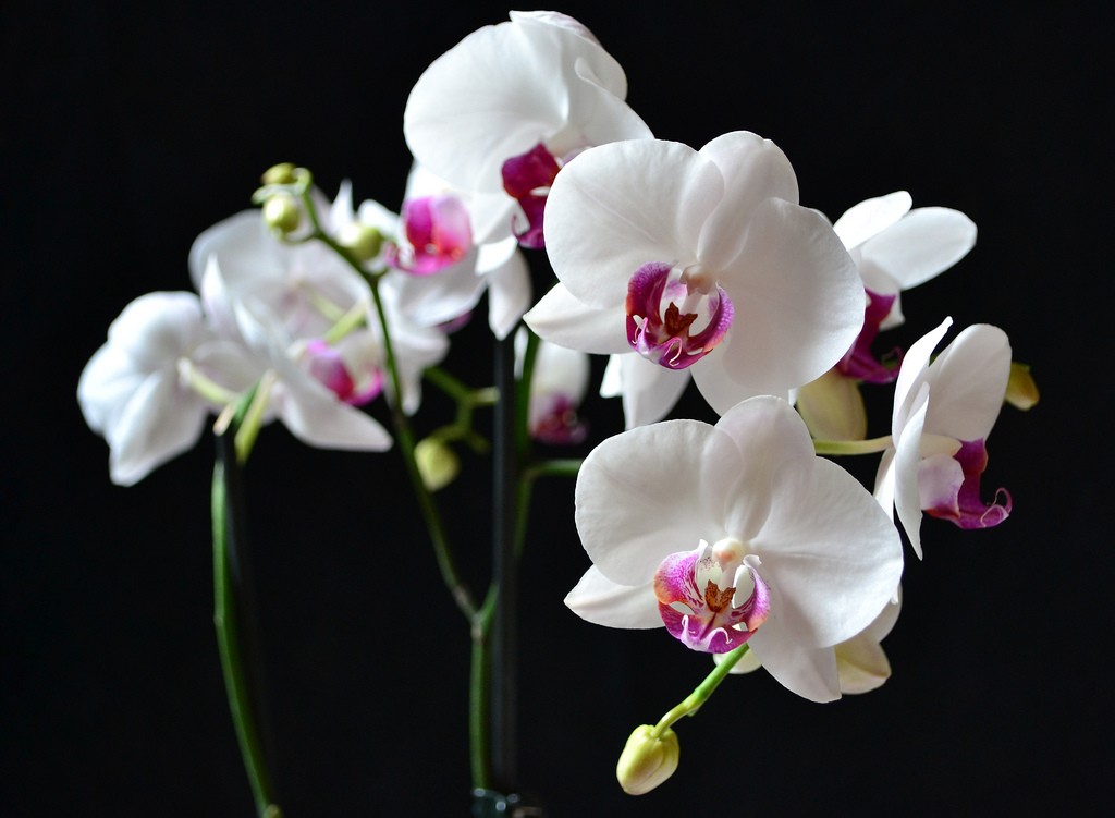 Hoa lan được xem là một loài hoa đẹp và ý nghĩa trong ngày 20/10
