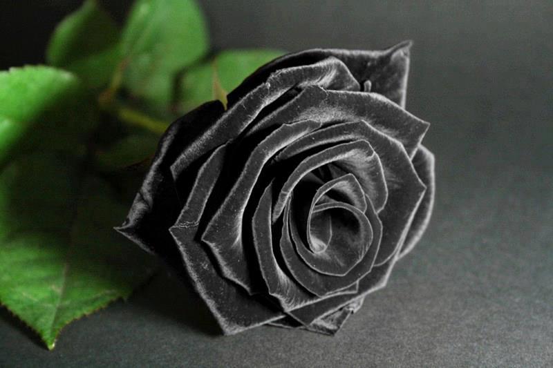 đặt hoa hồng đen