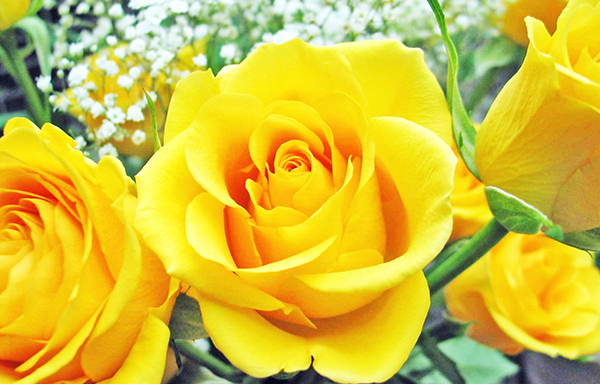 Hoa hồng vàng cho những ai yêu thích sự tươi mới, sôi động tràn đầy sức sống của nó