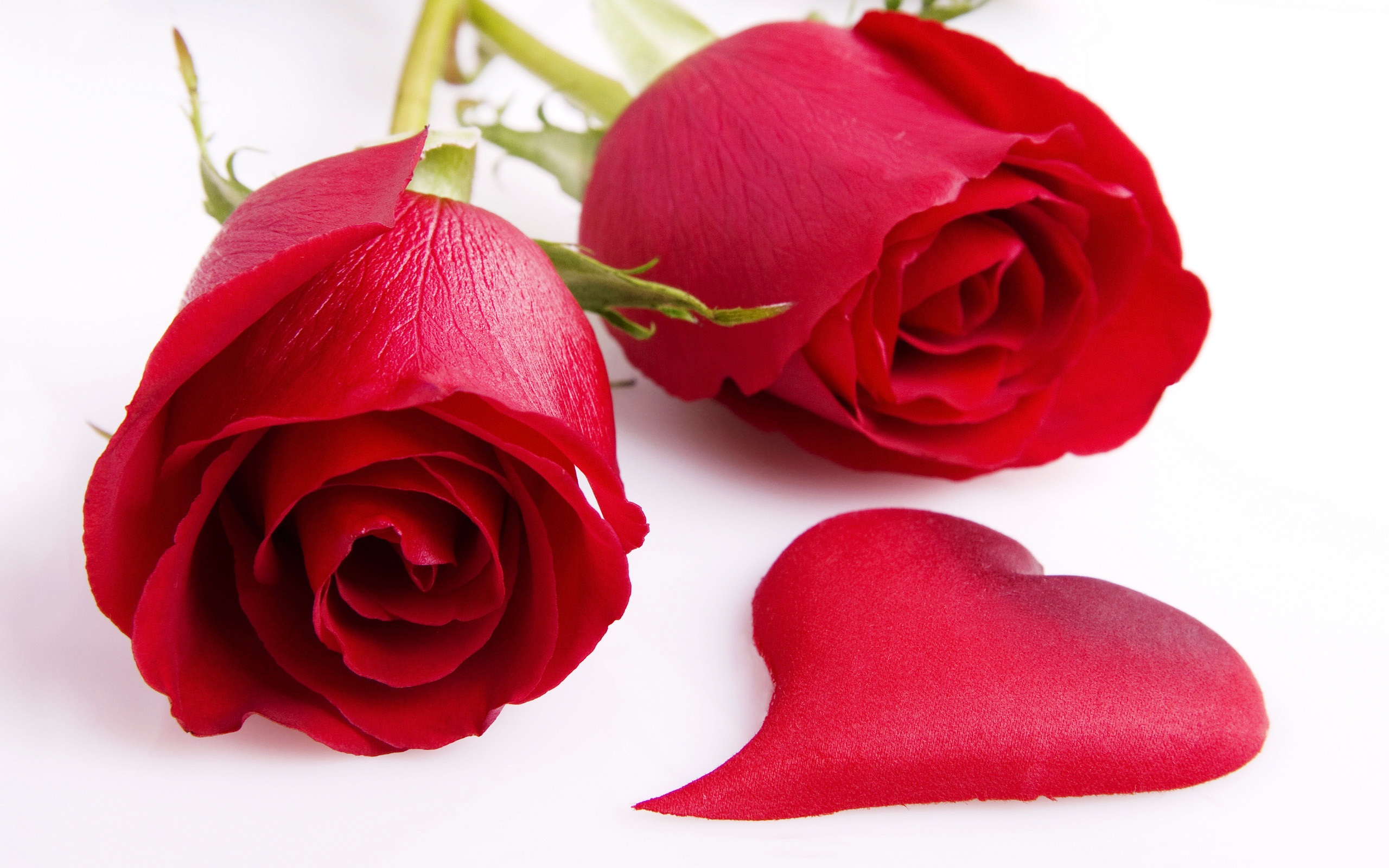 Hoa hồng đỏ là loài hoa thích hợp nhất với cung Bạch Dương