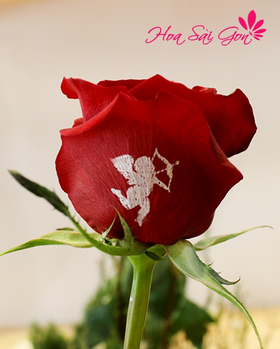Mỗi một đóa hoa sẽ mang đến những thông điệp ý nghĩa về ngày valentine ngọt ngào