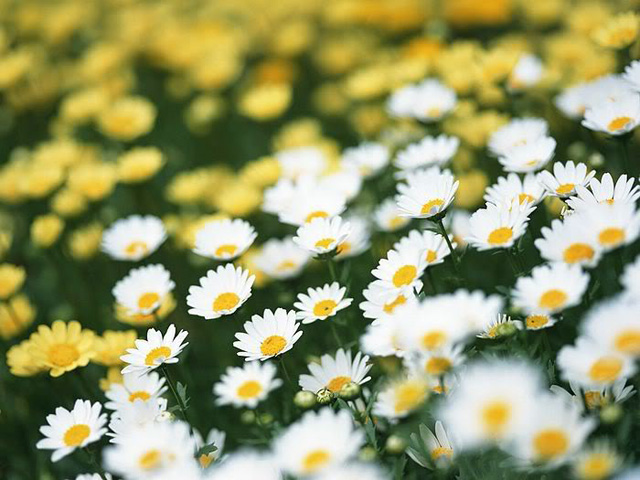 Đóa hoa cúc giản đơn sẽ là loài hoa ý nghĩa mà bạn có thể dành tặng cho người mẹ của mình nhân ngày phụ nữ Việt Nam