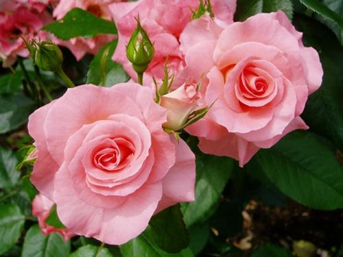 Hoa hồng màu hồng chính là đóa hoa thể hiện vẻ đẹp cùng sự duyên dáng như đóa hoa thanh tú