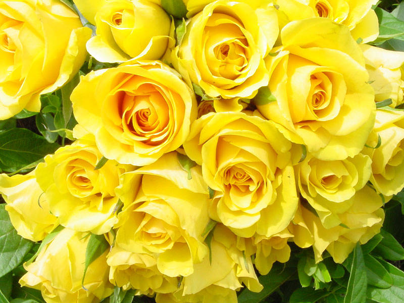 Với vẻ đẹp tỏa sáng rạng ngời của hoa hồng màu vàng nó sẽ mang đến một nụ cười rạng ngời trên đôi môi