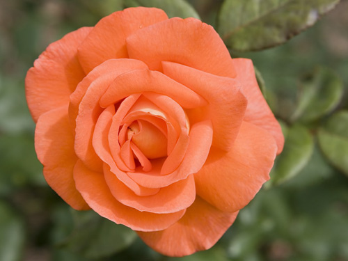 Hoa hồng cánh cam được gọi tắt là hoa hồng cam chính là biểu tượng của một tình yêu ban sơ mộc mạc từ thuở sơ khai ban đầu