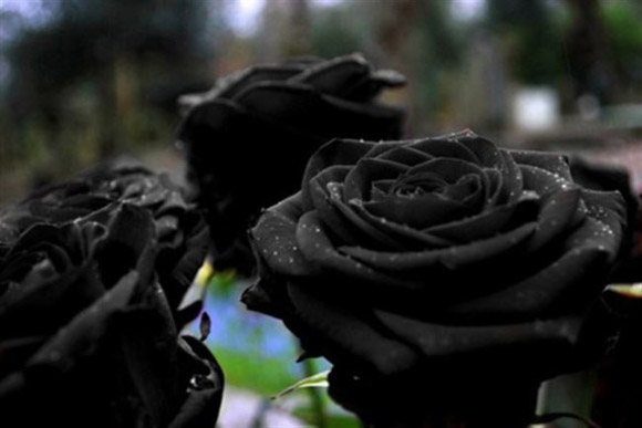 Nhận bó hoa hồng đen chính là đối phương muốn nhắn nhủ tới những đam mê khát khao về tình yêu dành cho bạn