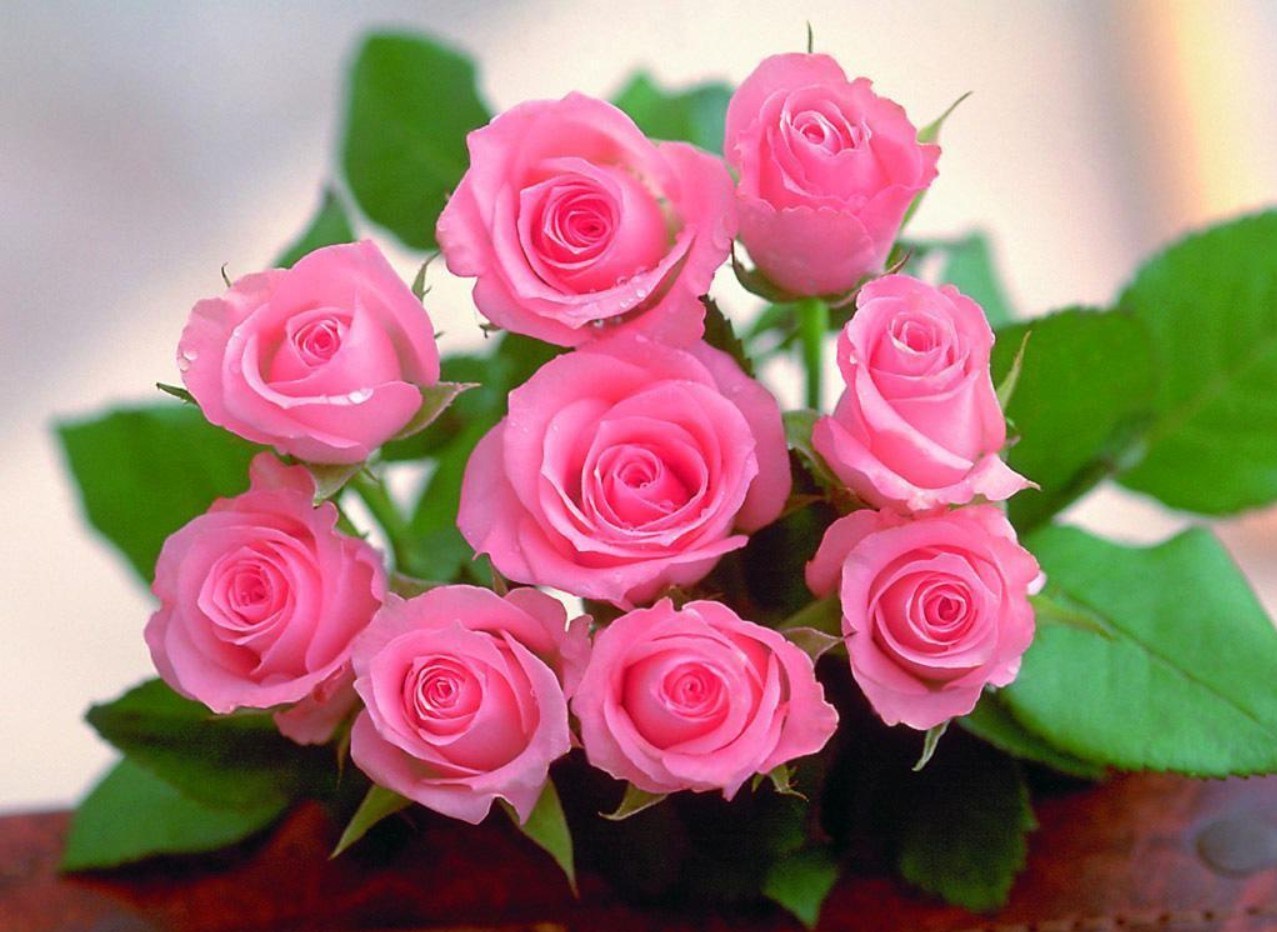 Đóa hoa hồng phấn còn thể hiện sự ngưỡng mộ với cái đẹp, sự tinh tế và quý phái