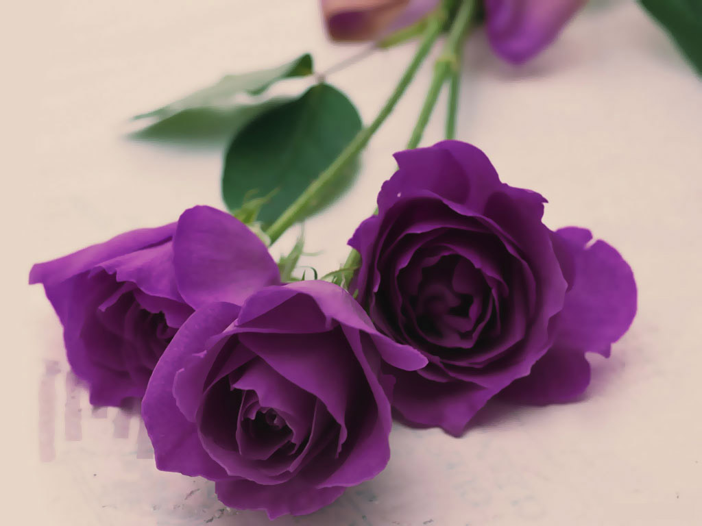 Khi bạn tặng đóa hoa hồng tím cho ai đó chính là thể hiện rằng bạn luôn mong muốn mang đến cho họ nụ cười hạnh phúc